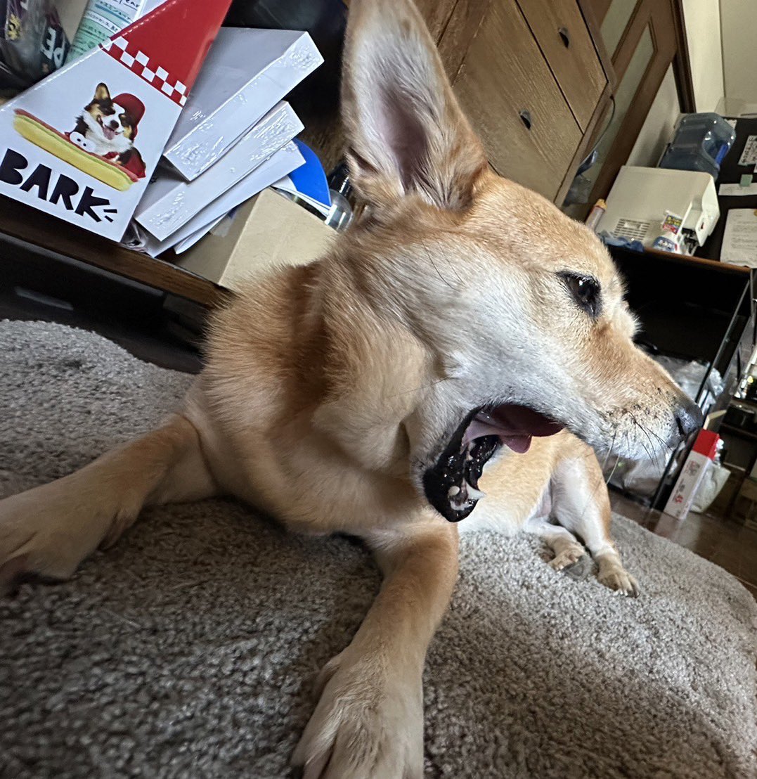 本日と明日はお休みとなっております。
金曜日より通常営業です。

どうぞよろしくお願いいたします🙇‍♀️🌞🌞