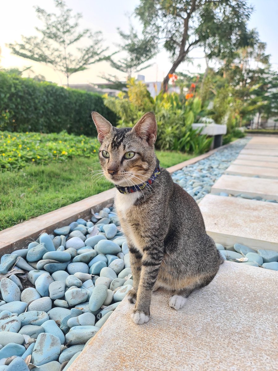 Mufiyautami tweet media