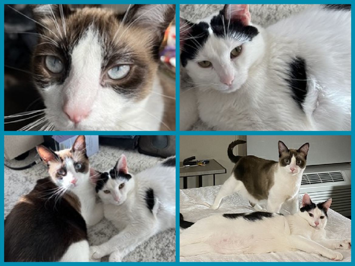 DubJH1009's tweet photo. https://t.co/fY0uAiSErT #Urgent #Mayday #Emergency #SOS #BothNeedHelp #Desperate #PleaseSaveBothNow #nyc #cats https://t.co/K0N8JTAV3S
