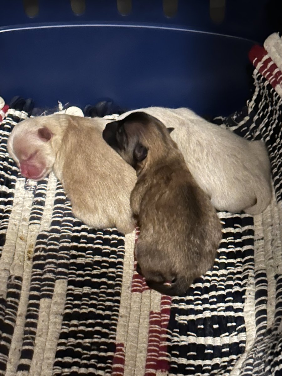 💥Fitcougar Bianca💥 on Twitter: "A day old 😍"