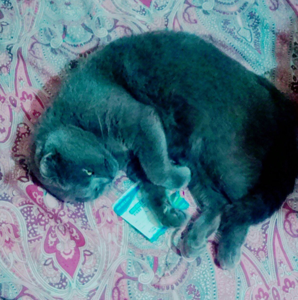 MehakSharif's tweet photo. I miss u soooo much https://t.co/eew1I8Jla5