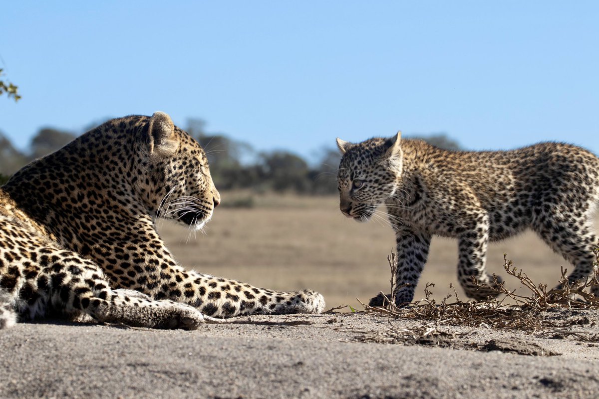 mala_mala's tweet photo. An affectionate moment between the Sibuye female and one of her cubs 🐆 #safari #leopards https://t.co/9CrfcV0oBF