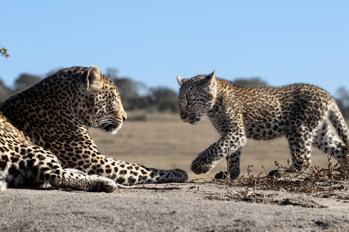 mala_mala's tweet photo. An affectionate moment between the Sibuye female and one of her cubs 🐆 #safari #leopards https://t.co/9CrfcV0oBF