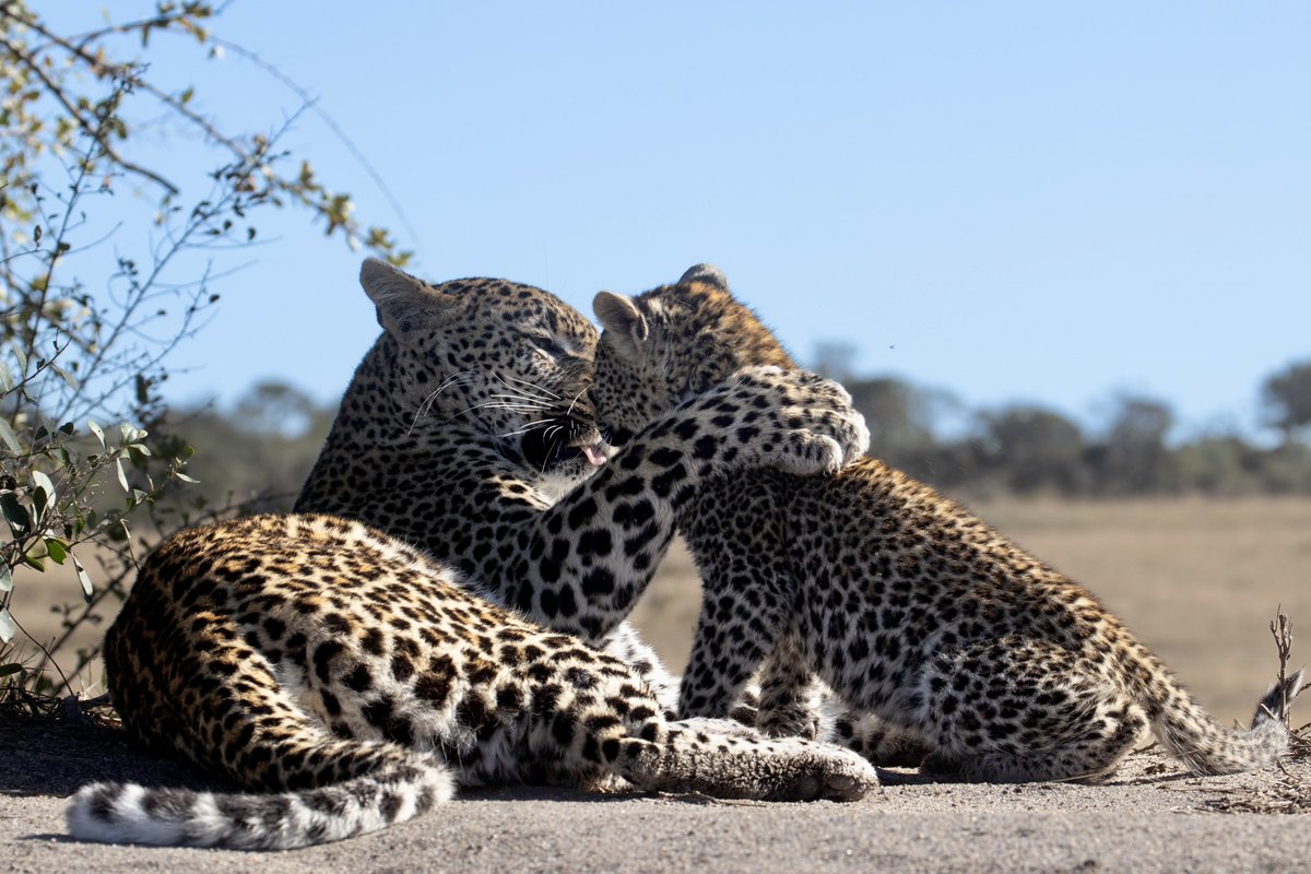 mala_mala's tweet photo. An affectionate moment between the Sibuye female and one of her cubs 🐆 #safari #leopards https://t.co/9CrfcV0oBF