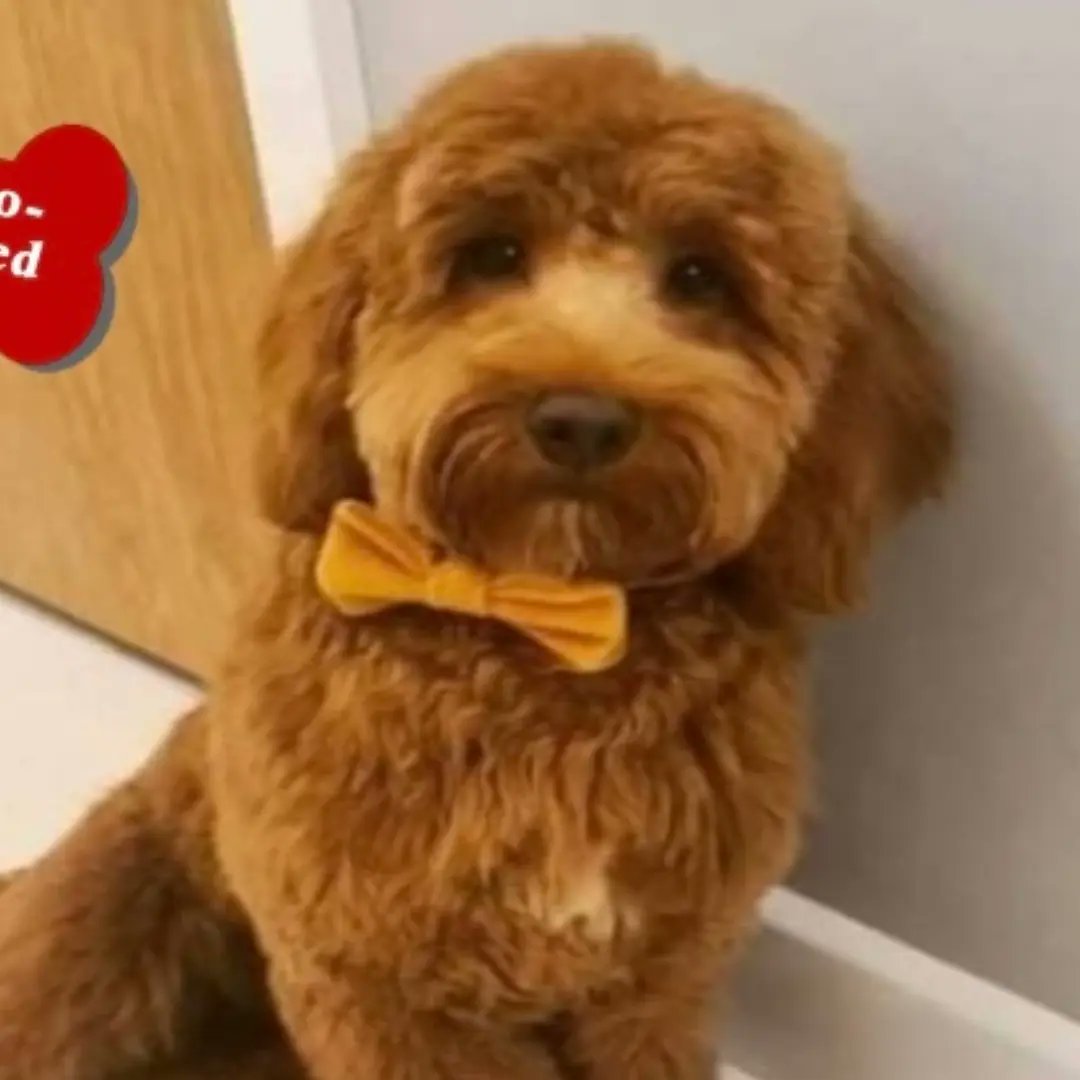 #Lostdogslive please help!! #TheSpondonThree were <a href="/stolen/">ㅤㅤ</a> from Kennels in #Derby 2 x #Cockapoo #Cockerspaniel #Elvis