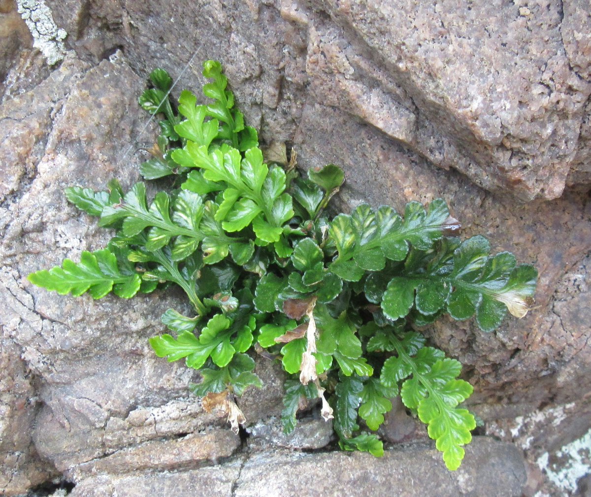 PetraVergunst's tweet photo. #LearningFerns. The record for sea spleenwort I was searching for (near Findochty, on the Moray coast) was meant to be in a cave, but I found seven or so plants below a rock overhang. #botany #FernsandAllies https://t.co/iIreuqKNPg