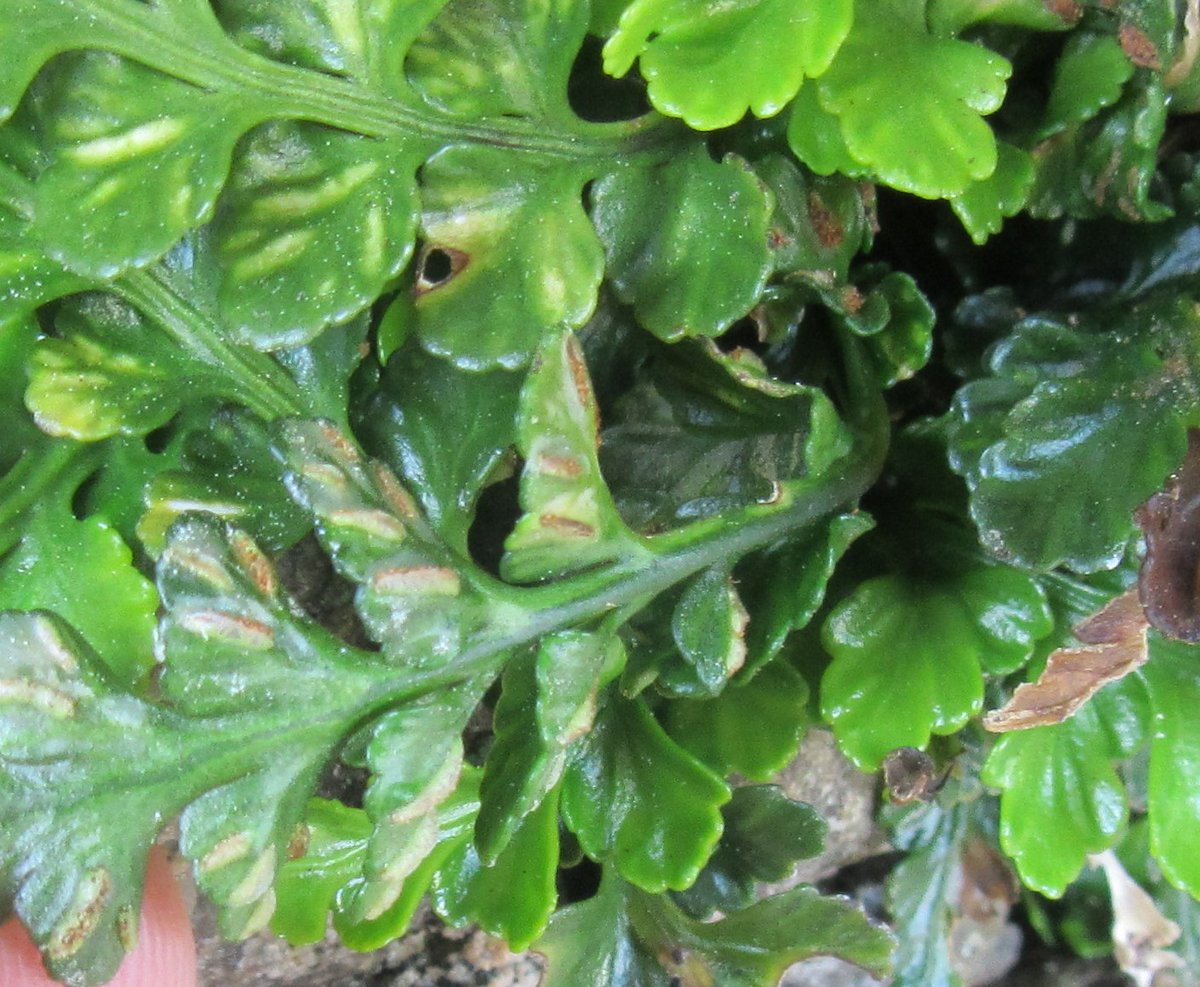 PetraVergunst's tweet photo. #LearningFerns. The record for sea spleenwort I was searching for (near Findochty, on the Moray coast) was meant to be in a cave, but I found seven or so plants below a rock overhang. #botany #FernsandAllies https://t.co/iIreuqKNPg