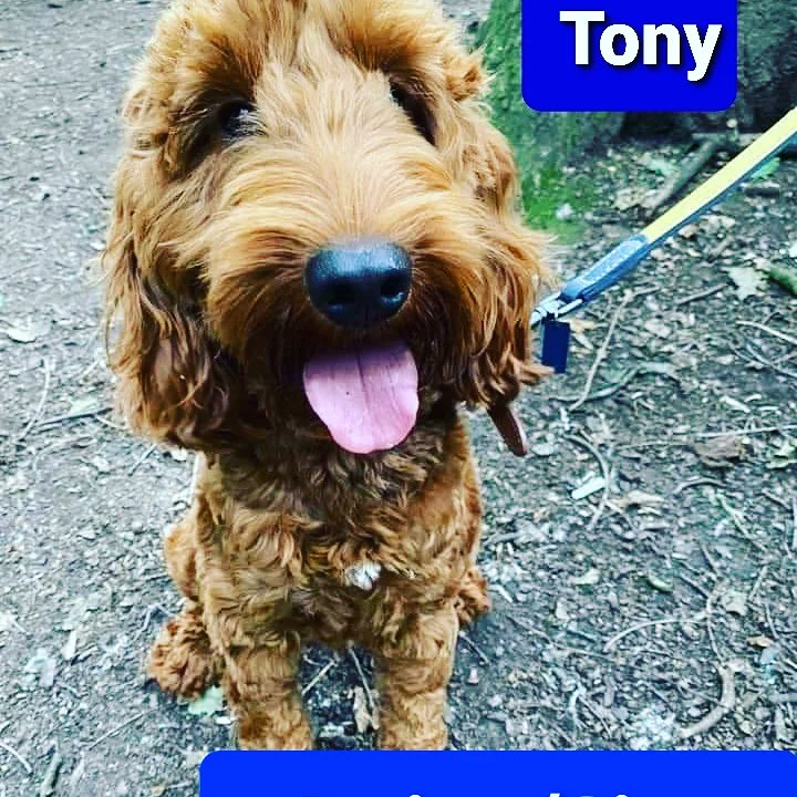 #Lostdogslive please help!! #TheSpondonThree were <a href="/stolen/">ㅤㅤ</a> from Kennels in #Derby 2 x #Cockapoo #Cockerspaniel #Tony