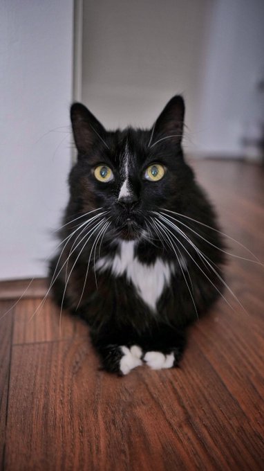 🐈&zwj;⬛ https://t.co/glVLqyDdsQ<a href="/tag/cosplay"class="tags"><span>#cosplay</span></a><a href="/tag/trailer"class="tags"><span>#trailer</span></a><a href="/tag/harleyquinn"class="tags"><span>#harleyquinn</span></a><a href="/tag/harleyquinncosplay"class="tags"><span>#harleyquinncosplay</span></a>