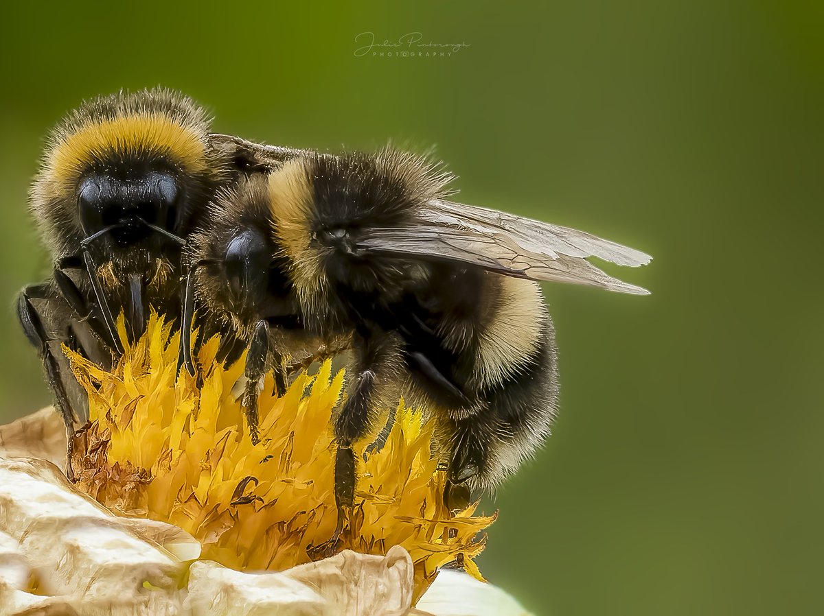 Two bee or not two bee #greenwichpark #bumblebee #APPicoftheWeek
