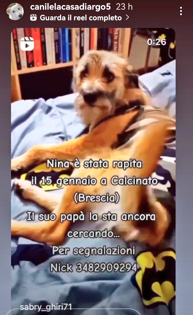 MonicaOrsini8's tweet photo. #Urgente Nina è stata rapita da #Calcinato #Brescia. Per segnalazioni chiamare il numero 👇🏻☎️🆘#SosCani #canismarriti #Emergenza https://t.co/iFdUkcWqFh