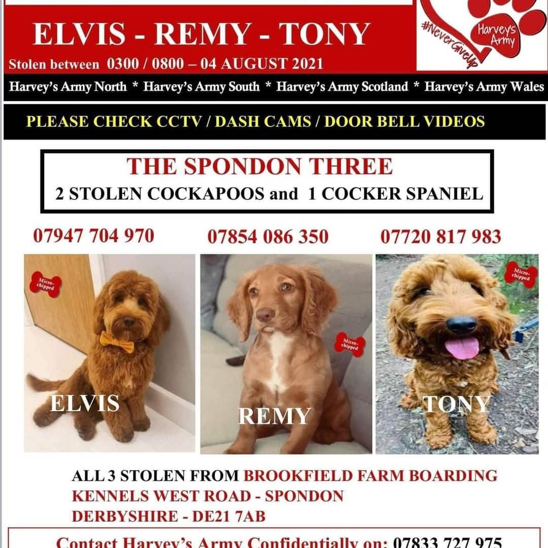 #Lostdogslive please help!! #TheSpondonThree were <a href="/stolen/">ㅤㅤ</a> from Kennels in #Derby 2 x #Cockapoo #Cockerspaniel #Remy