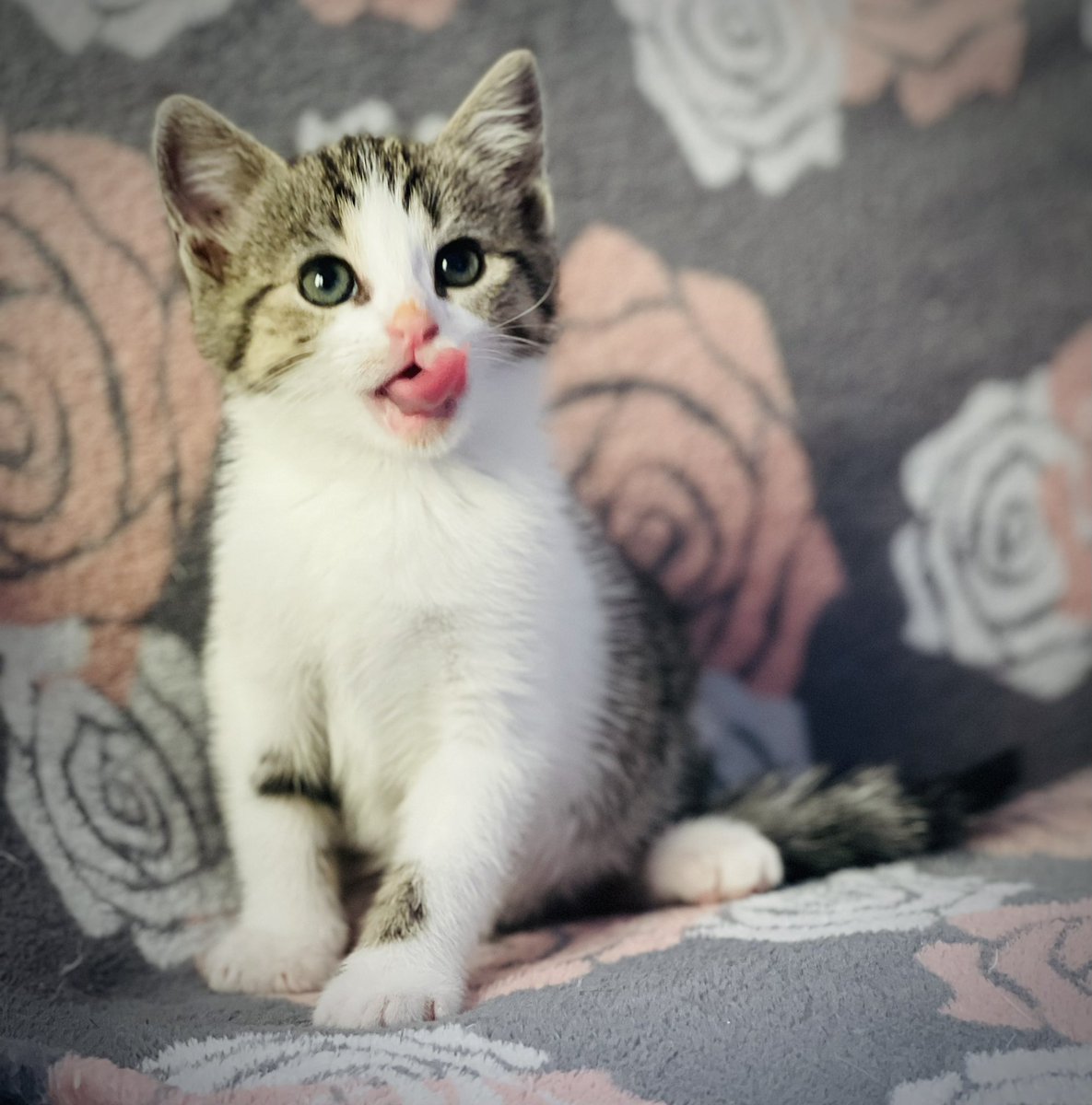 epa251116's tweet photo. ROSIE, femelle née le 22 mai, à l’adoption ♥️ https://t.co/7zo879b6Iv