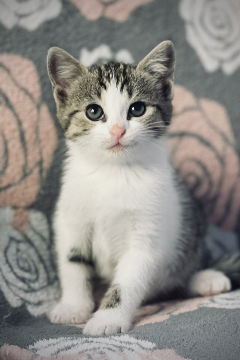 epa251116's tweet photo. ROSIE, femelle née le 22 mai, à l’adoption ♥️ https://t.co/7zo879b6Iv