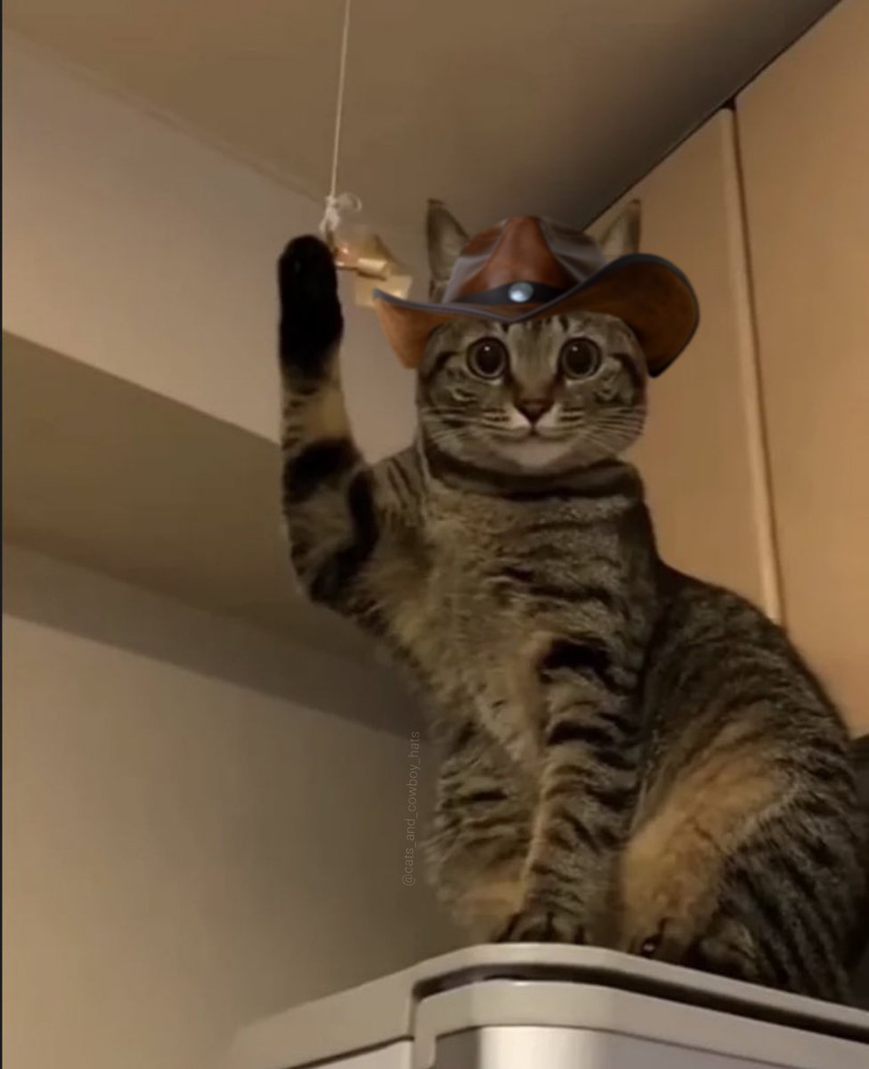 CowboyCats's tweet photo. Lil cowboy wants to ask somethin'! https://t.co/3NOXv55nJd