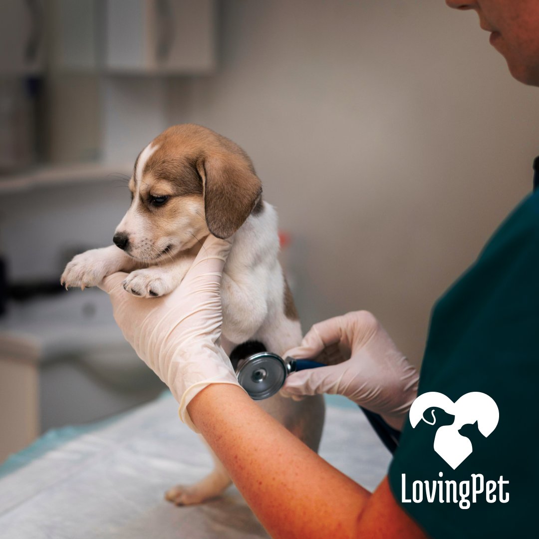 LovingPet2's tweet photo. Yay for all vets that make our pets lives better!
#lostpetpreventionmonth #pet #pets #dog #dogs #cat #cats #petlovers #petlove #petlover #lovingpet https://t.co/s2AGZ3F6dM