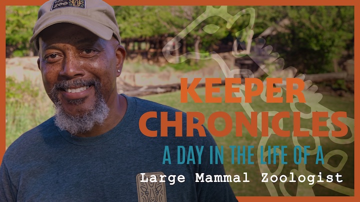 Hang out with Lead Zoologist Chris E. and the tallest crew in town! Come along behind the scenes at the Zoo and see what it's like in A Day in the Life of a Large Mammal Zoologist. WATCH HERE: youtu.be/hKzGFnvvabY

#NationalZookeeperWeek. #WeAreAZA