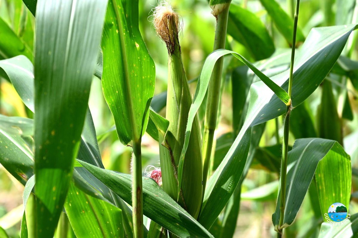 La #ProducciónLocal es clave para la #SeguridadAlimentaria familiar. Al apoyarla, reducimos dependencias  en la compra de alimentos y fortalecemos nuestra capacidad en crisis. Además, nos permite disfrutar de alimentos frescos y de temporada, mejorando nuestra salud y bienestar.