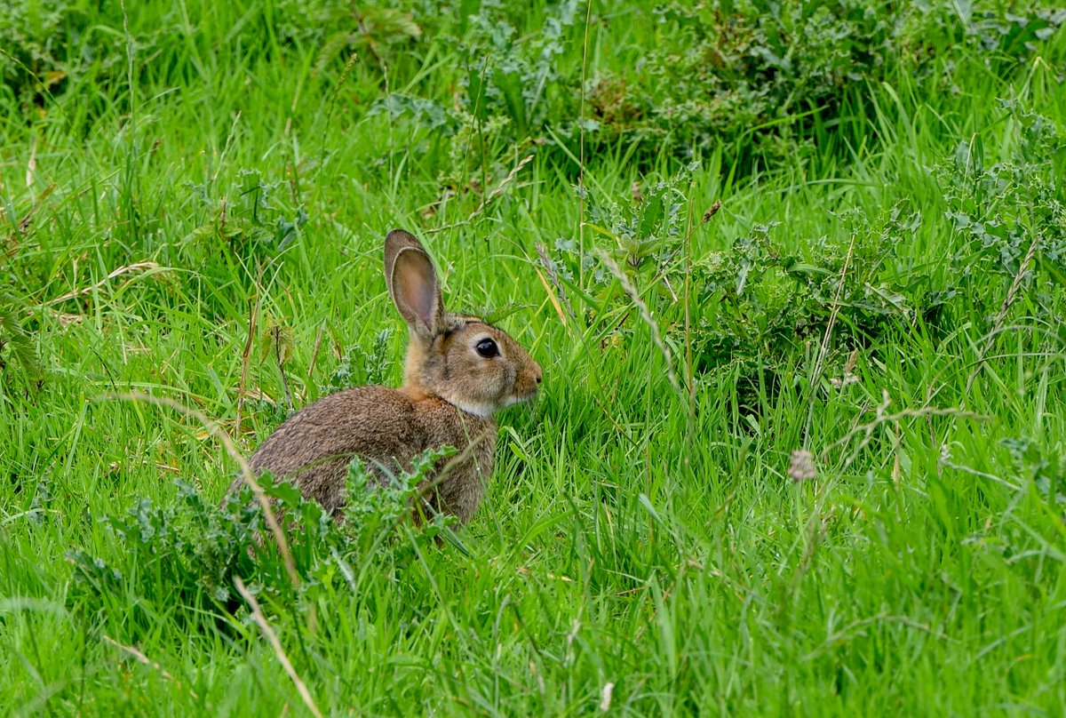 Mountlucas's tweet photo. No rain for a change ! Mount Lucas Offaly
#Sunshine #summer #rain #Mountlucas #Windpower #GreenEnergy #windlife #rabbit #offaly #ireland https://t.co/dTG0G9ZTdm