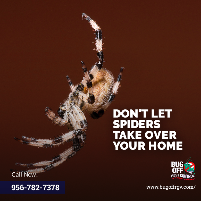 BugOffRGV's tweet image. As the summer season approaches, so does the increase in spider activity. Contact our experienced pest control experts today at 956-782-7378 for a comprehensive inspection and tailored spider control solutions.