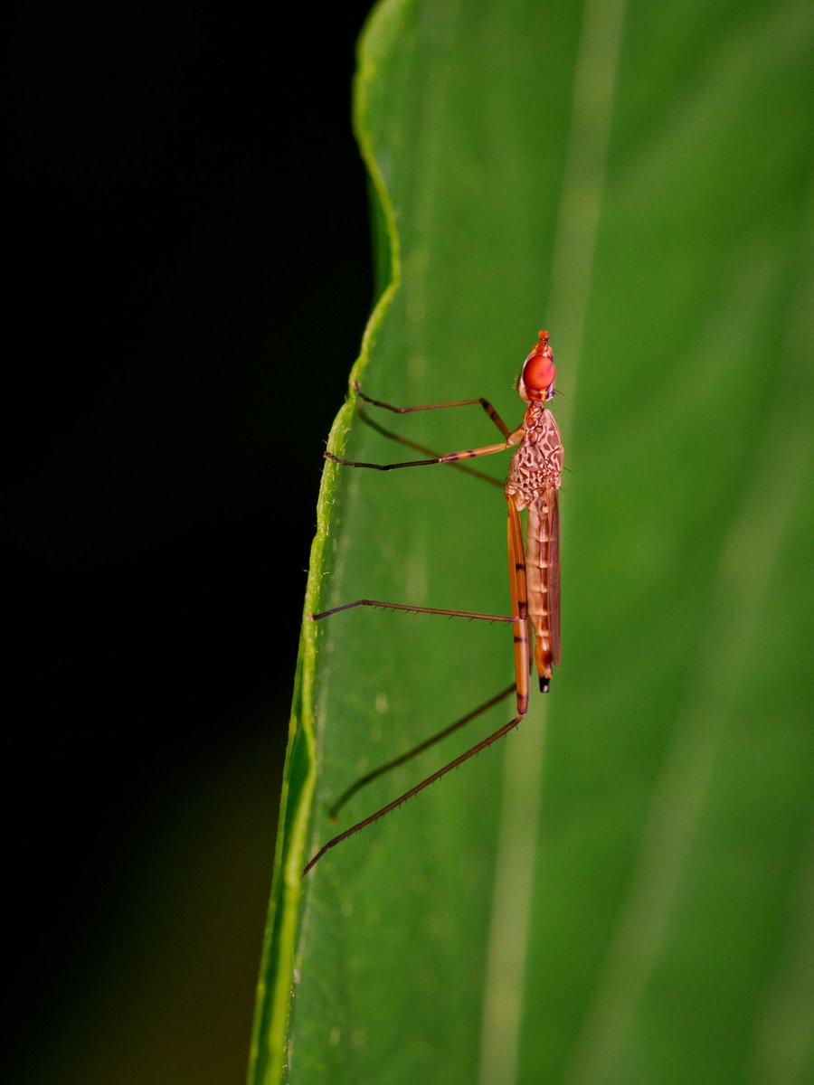 MacroCostaRica's tweet photo. These cool flies. Such diversity in the insect world.
San Jose, Costa Rica
#Macro #macrophotography #macro_life #macroinsects #costarica #olympus #insectosdecostarica #insects #flies #flyphotography https://t.co/Vlm2WJ1ytn