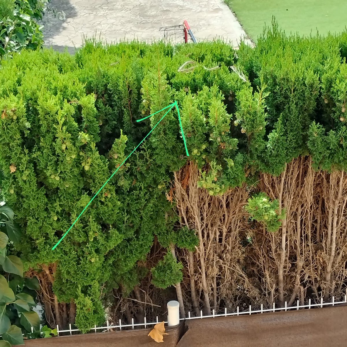 Catéter Doble Jota tweet media