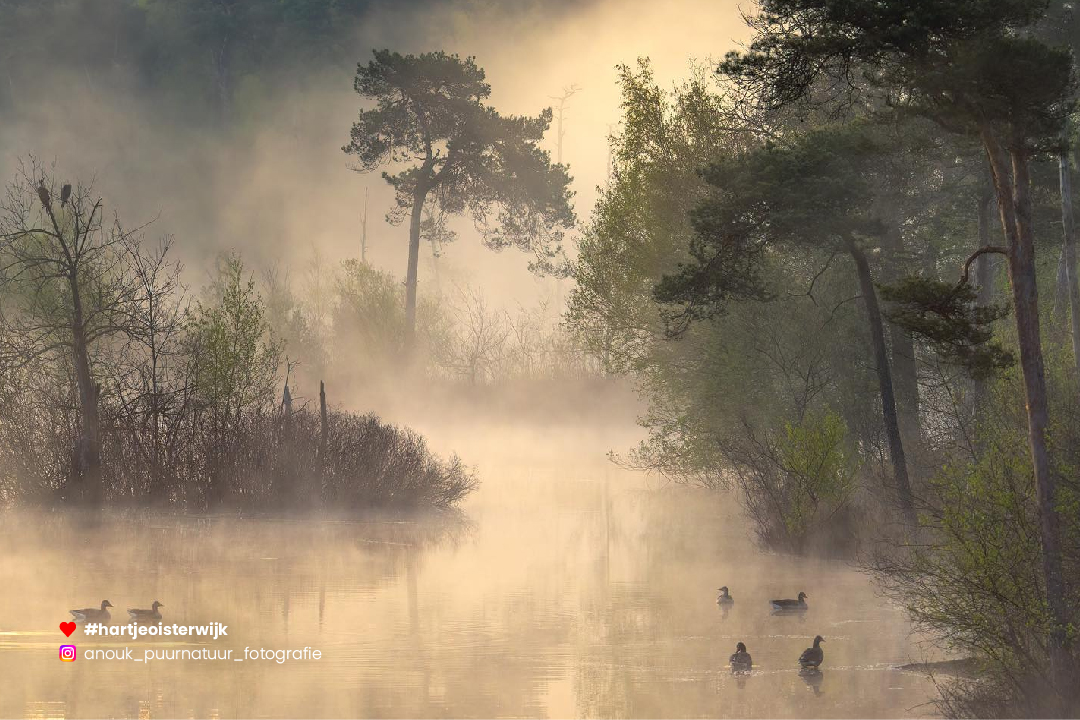 📷 Foto: Anouk
🔎 instagram.com/anouk_puurnatu…
♥ 𝗭𝗲𝗹𝗳 𝗲𝗲𝗻 𝗺𝗼𝗼𝗶𝗲 𝗳𝗼𝘁𝗼? 𝗚𝗲𝗯𝗿𝘂𝗶𝗸 #hartjeoisterwijk

-
#visitbrabant #oisterwijksebossenenvennen #visitnetherlands #wandelen #noordbrabantdichterbij #naturephotography #nature #noordbrabant #oisterwijk #netherlands