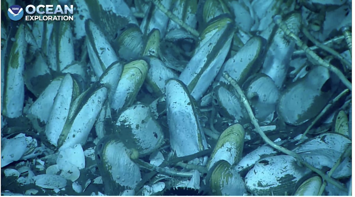 echinoblog's tweet photo. #coldseep chemosynthetic bivalves! Unclear if clams or mussels! #okeanos #seascapealaska 2012 m https://t.co/ngMFzukBra