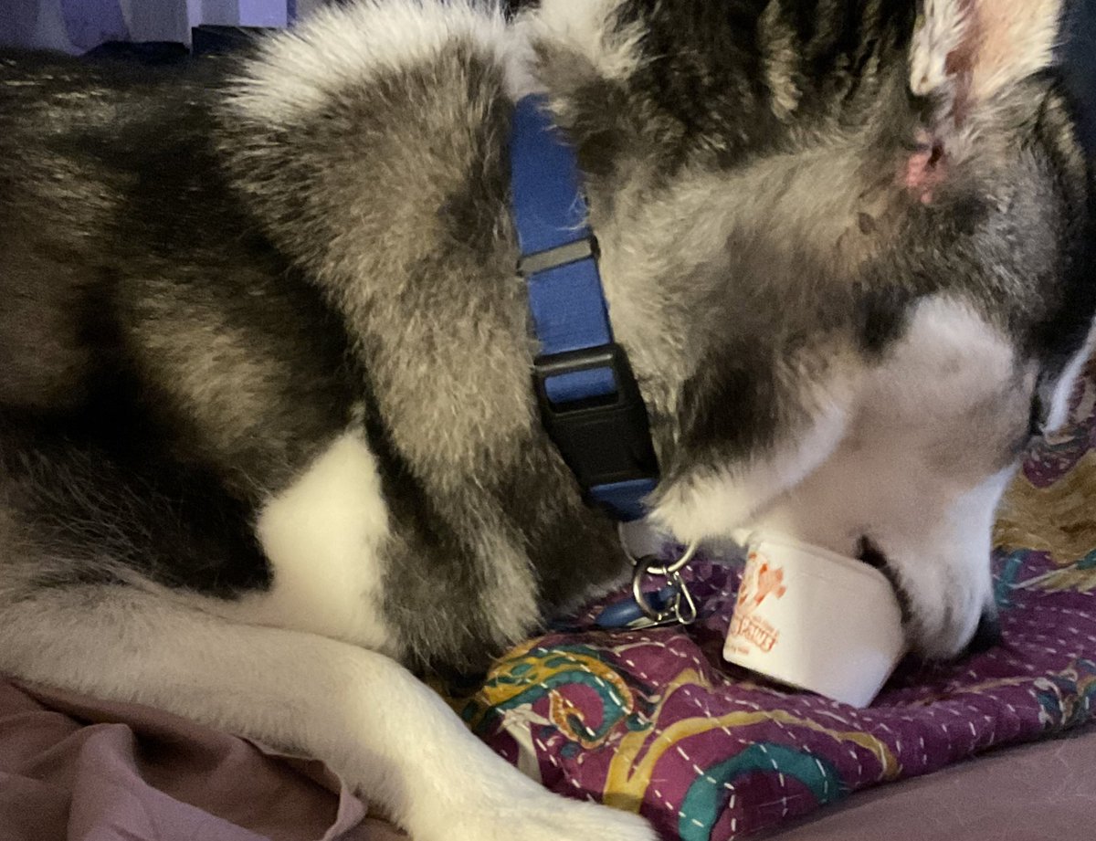 ππ©΅π€ πRobin ππ¦β€οΈπΎ (@robingatorgirl) on Twitter photo Pupdate on <a href="/HuskyRocksie/">RocksietheHusky</a> πΎπ: We kept her cone on for the ride home just in case she started messing with her ear. Took it off & sheβs doing well. Itβs healing but weβre going to keep doing warm compresses & Polysporin. Mom is very happy π! She had Frosty Paws puppy ice cream. Pupdate on <a href="/HuskyRocksie/">RocksietheHusky</a> πΎπ: We kept her cone on for the ride home just in case she started messing with her ear. Took it off & sheβs doing well. Itβs healing but weβre going to keep doing warm compresses & Polysporin. Mom is very happy π! She had Frosty Paws puppy ice cream.