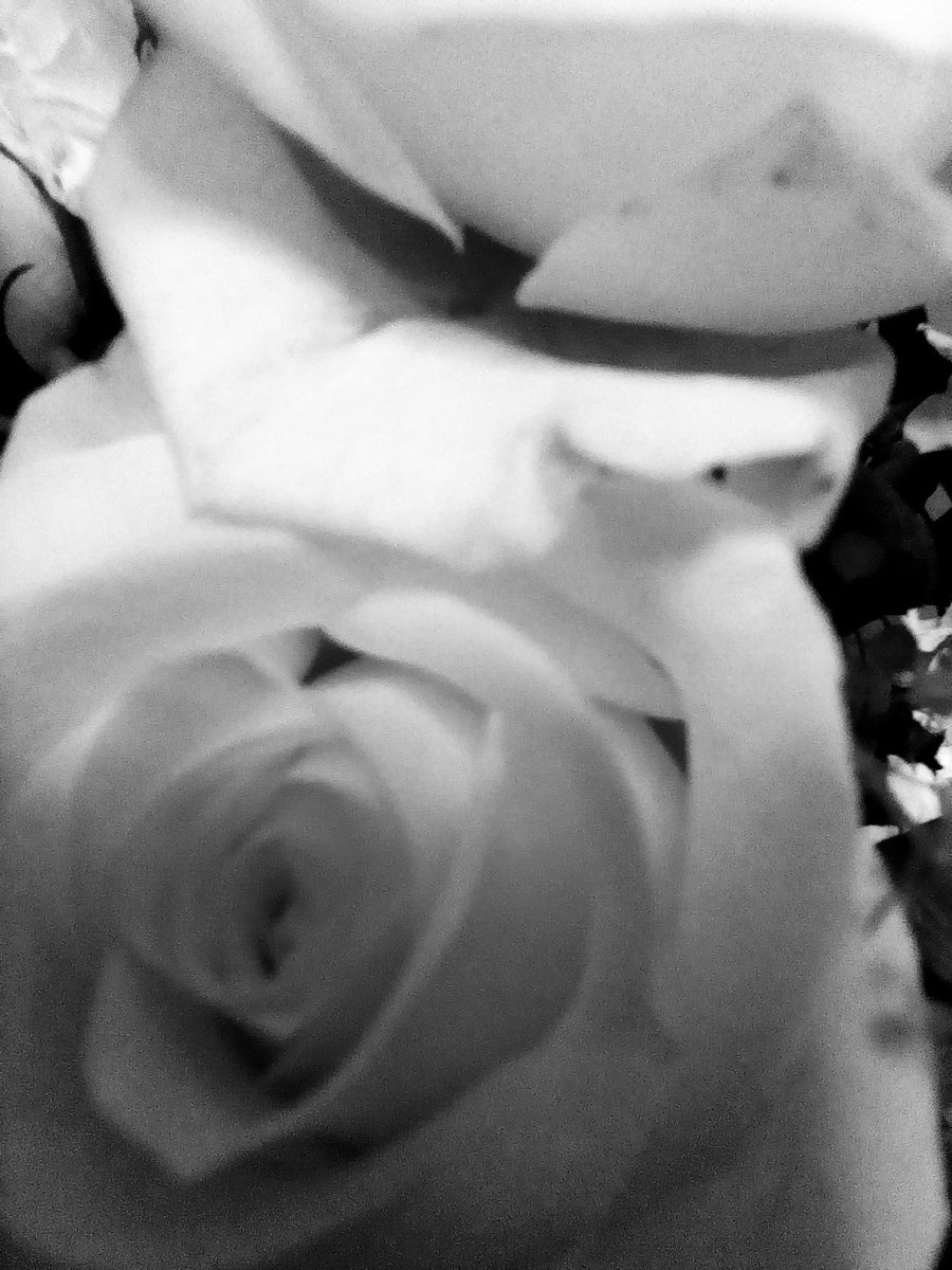 JadeWebste18204's tweet photo. Flowers https://t.co/6dAzG5BNVn