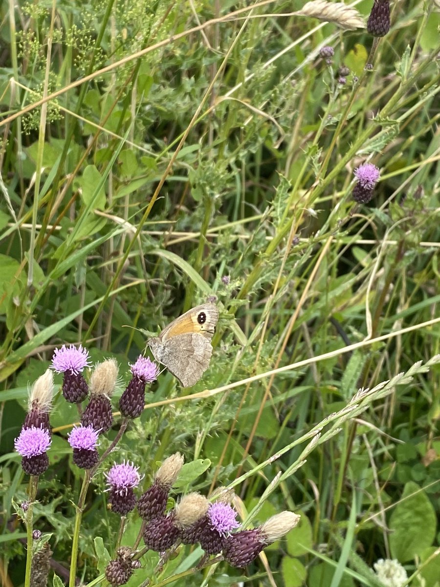 Year 5 had a wonderful walk through Stoke Park today. Our aim was to find lots of different animals and we definitely succeeded!