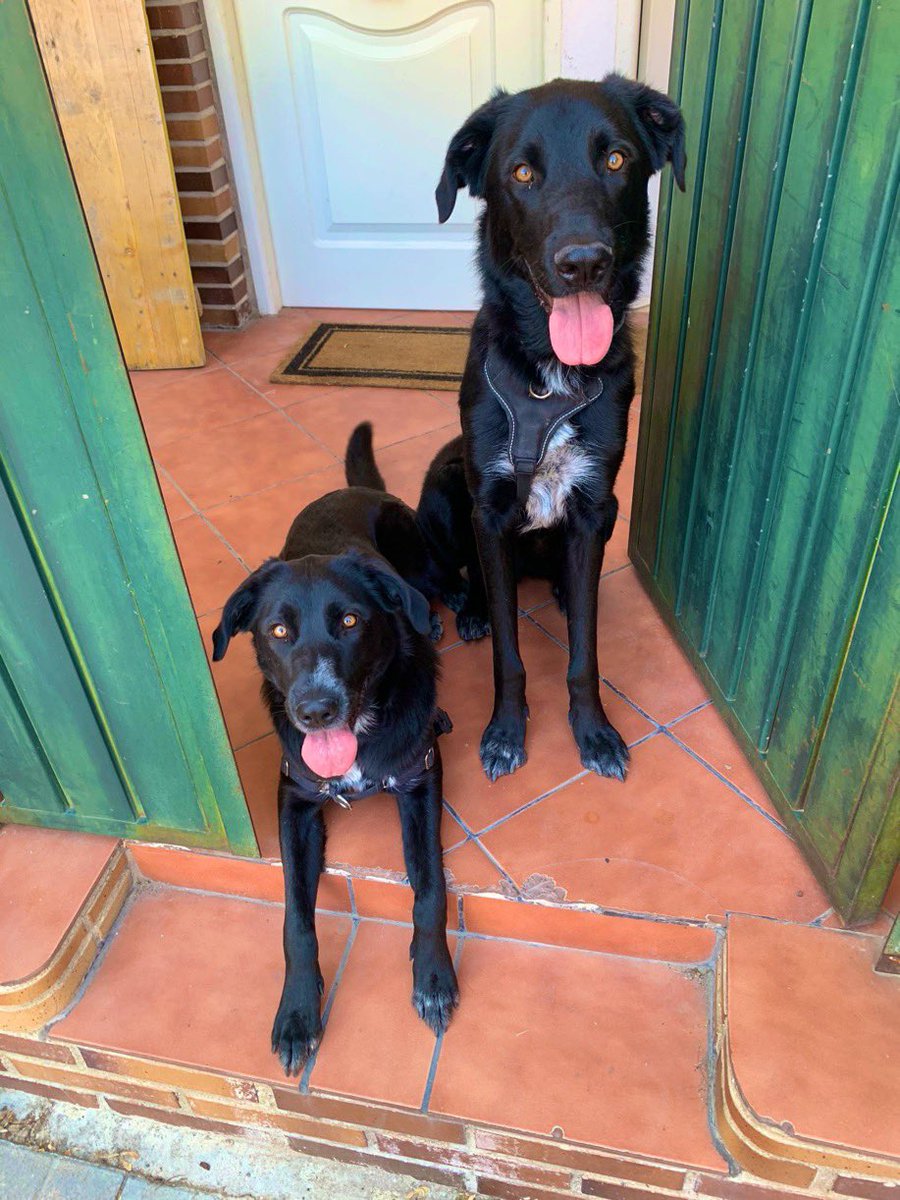 En casa no es el #DiaDelPerro sino de los perros 😁 Melón y Uva