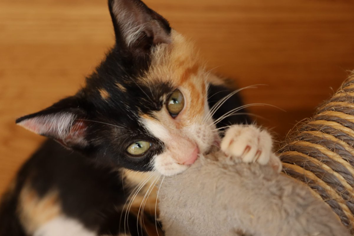 espargats's tweet photo. SUMMER VUELVE A ESTAR EN ADOPCIÓN😔
Nuestra pequeña Summer pensaba que hoy iba a dormir en su hogar definitivo, pero lamentablemente la adopción ha caído.
Estamos tristes por esta pequeña pero no vamos a dejar de luchar por encontrarle a su familia🙏🏽. ¿Nos ayudáis a difundir? https://t.co/uOVPGtiY1z