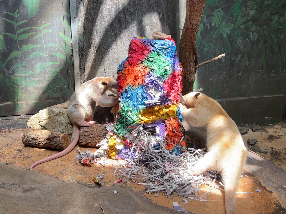 To keep animals entertained while educating visitors, our Small Mammal House keepers use enrichment to highlight important milestones, such as birthdays and holidays. It encourages animals to use their natural behaviors +gives our team a chance to flex their creativity! #NZKW2023