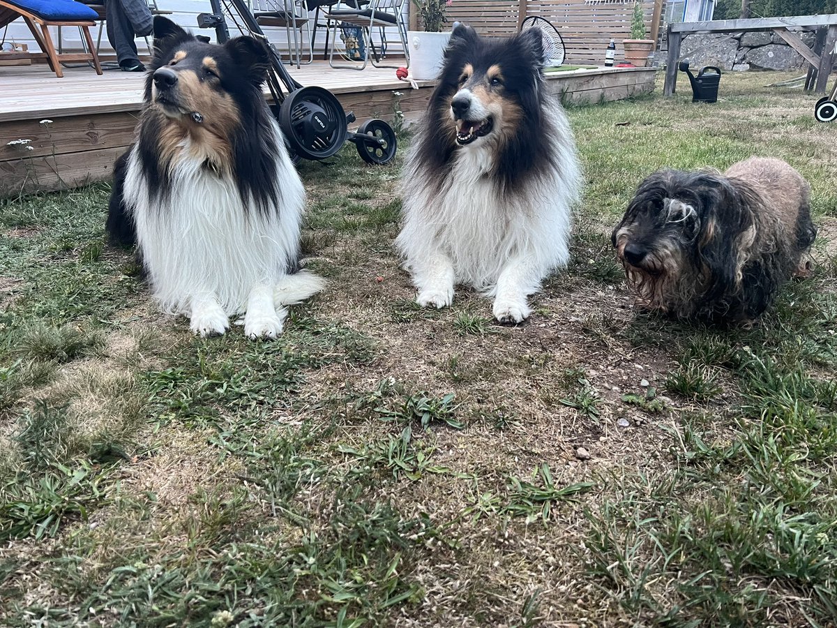 OrtmanAstrid's tweet photo. Hela ligan samlad🐾 https://t.co/swuD8PqdC4