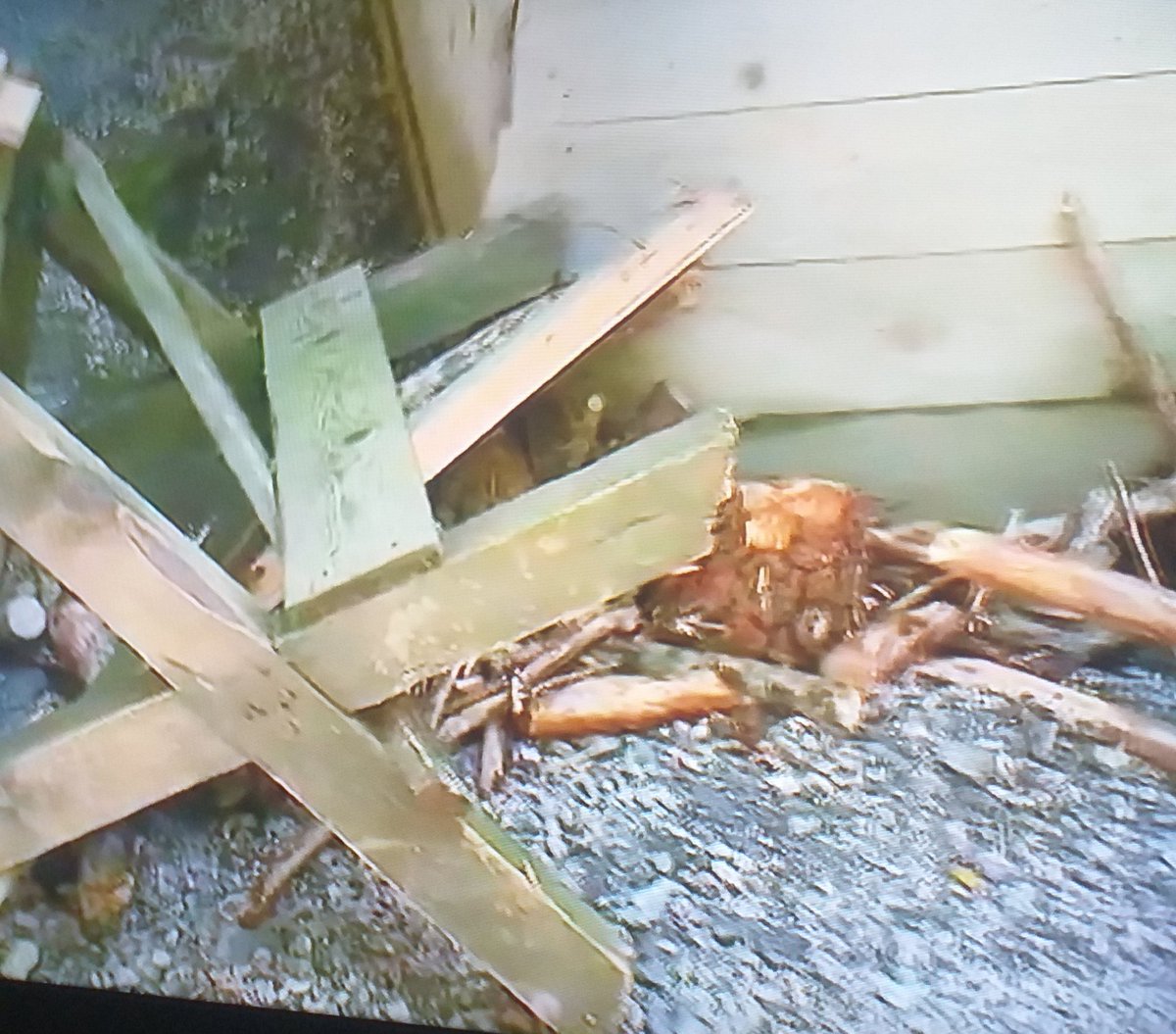 Živa sramora ta trapasta bolnica franvrečka. Buldožer in poravnati z zemljo za večno. Sramota za razvito Slovenijo.