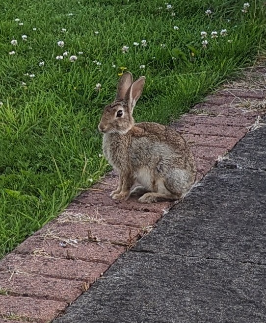 Visitor in my garden this evening #CountryLiving