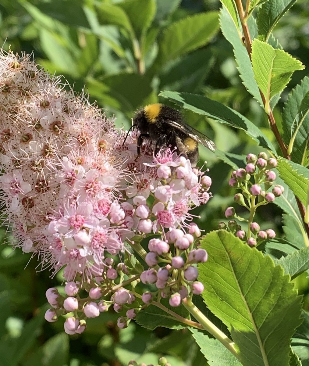 osloberit's tweet photo. Humlene er kjempefornøyd med at ingen får lov å klippe hekken, og at den får blomstre i fred #lahumlasuse 🐝 https://t.co/TylS8D4YNA