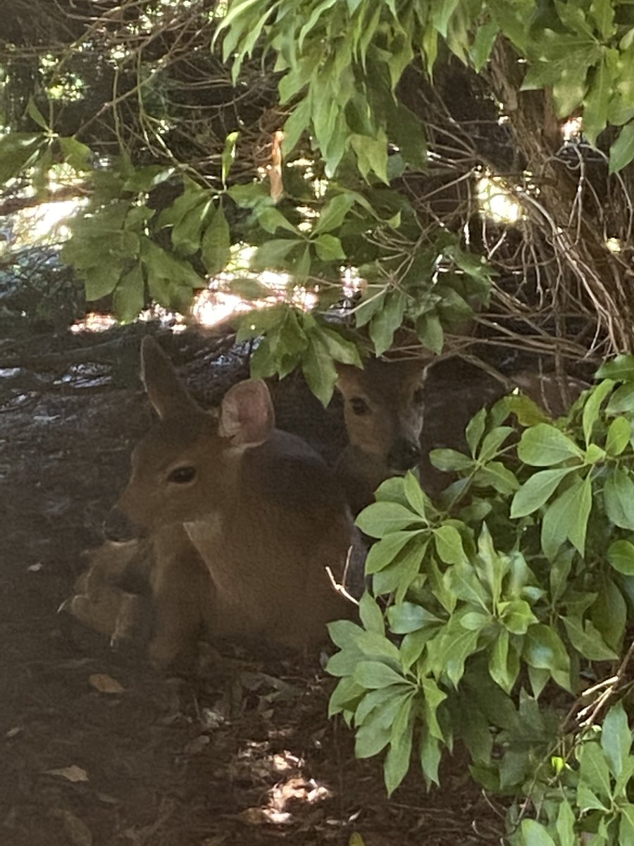 Bush Babies 🦌🥰
#deer #fawns #SoNorthwest #backyardwildlife #pnw