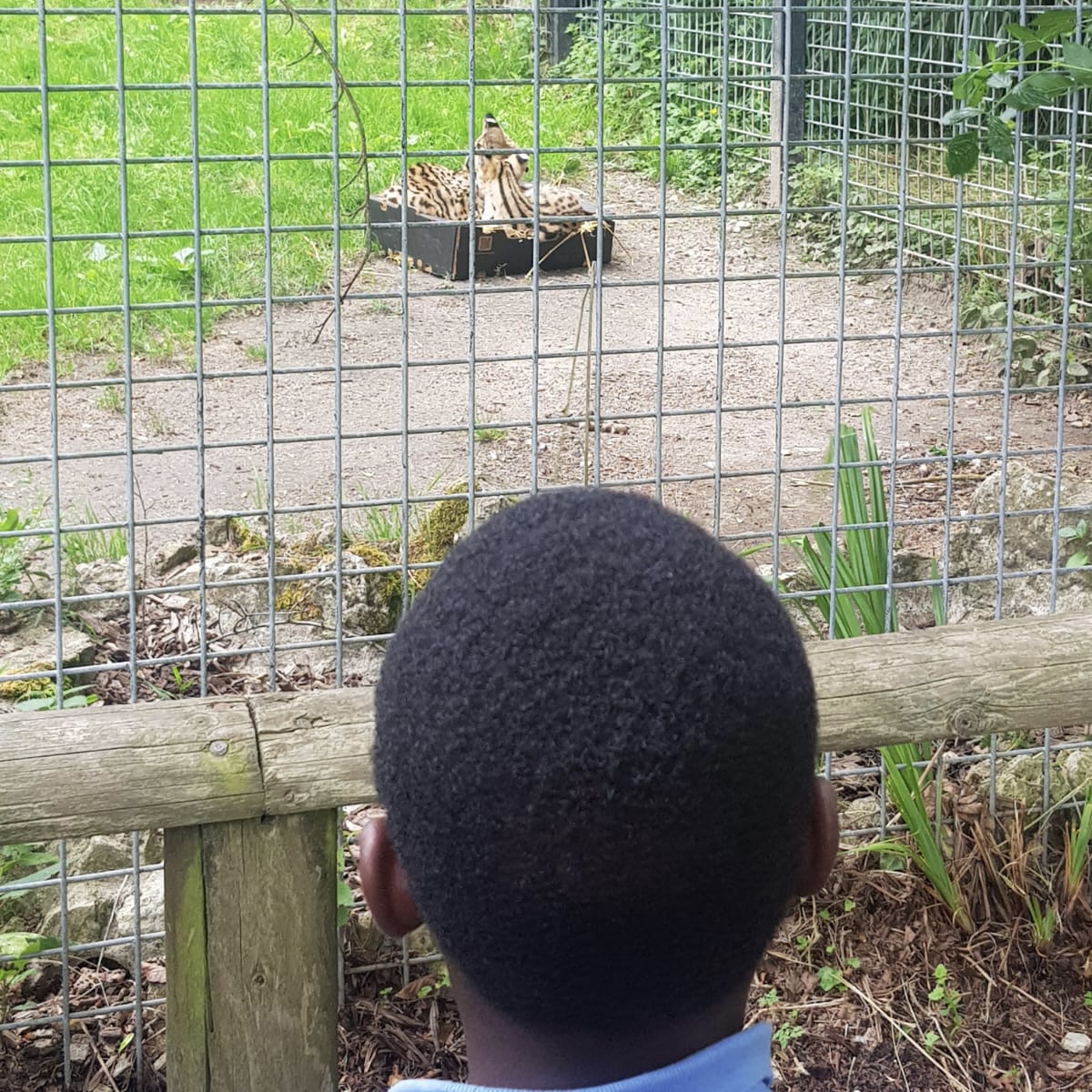 🐯YEAR 4- TRIP TO PORT LYMPNE SAFARI PARK🦁
Year 4 had a wonderful trip visiting the animals at Port Lympne Safari Park. They have been learning about endangered species and animal conservation as part of their Eco-Warriors topic.

#WeAreLewisham #primaryschool