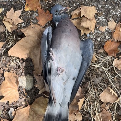 thewrongcoin's tweet image. #NewProfilePic