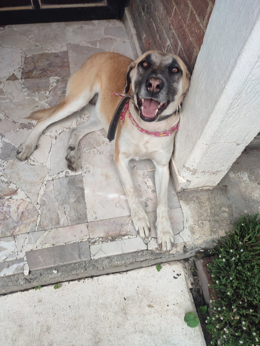 Cihuatlxo's tweet photo. @Cassata20 @fundacionikigai La hermana de orejita vive en mi casaaaa, 😱, la adoptamos ya con 2 años de edad ... Así que buena vibra para que orejita tenga un hogar como su hermana Duquesa 🙏 https://t.co/7IXx3mY3Jk