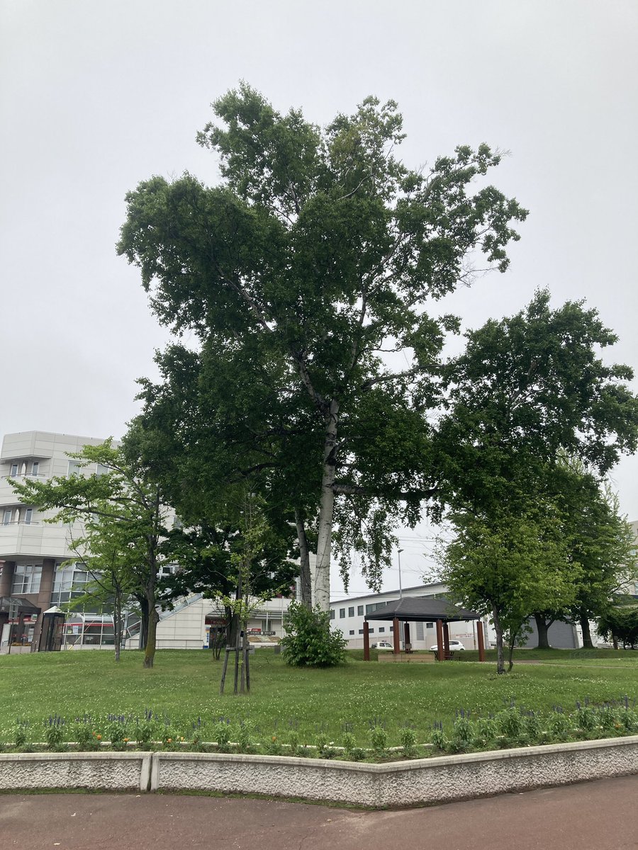 HataWine's tweet image. 7月19日木曜日曇気温15℃
半袖で出勤だとちょっと肌寒いですが、我慢できます。
昨日は我慢できずフリース着て出勤しました。

猛暑の皆さんに分けてあげたいです〜

今日もがんばりまーす♪
#北見市 #kitami  #北海道