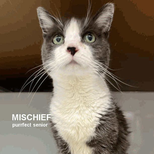 Mischief is 15+ years-old and the quintessential senior cat: sleeps a lot; loves human attention; loves wet food treats; gets along with other cats; and uses the litter box 100% of the time. Honestly, she’s the purrfect senior kitty! #snapcats #seniorcats #snap_cats