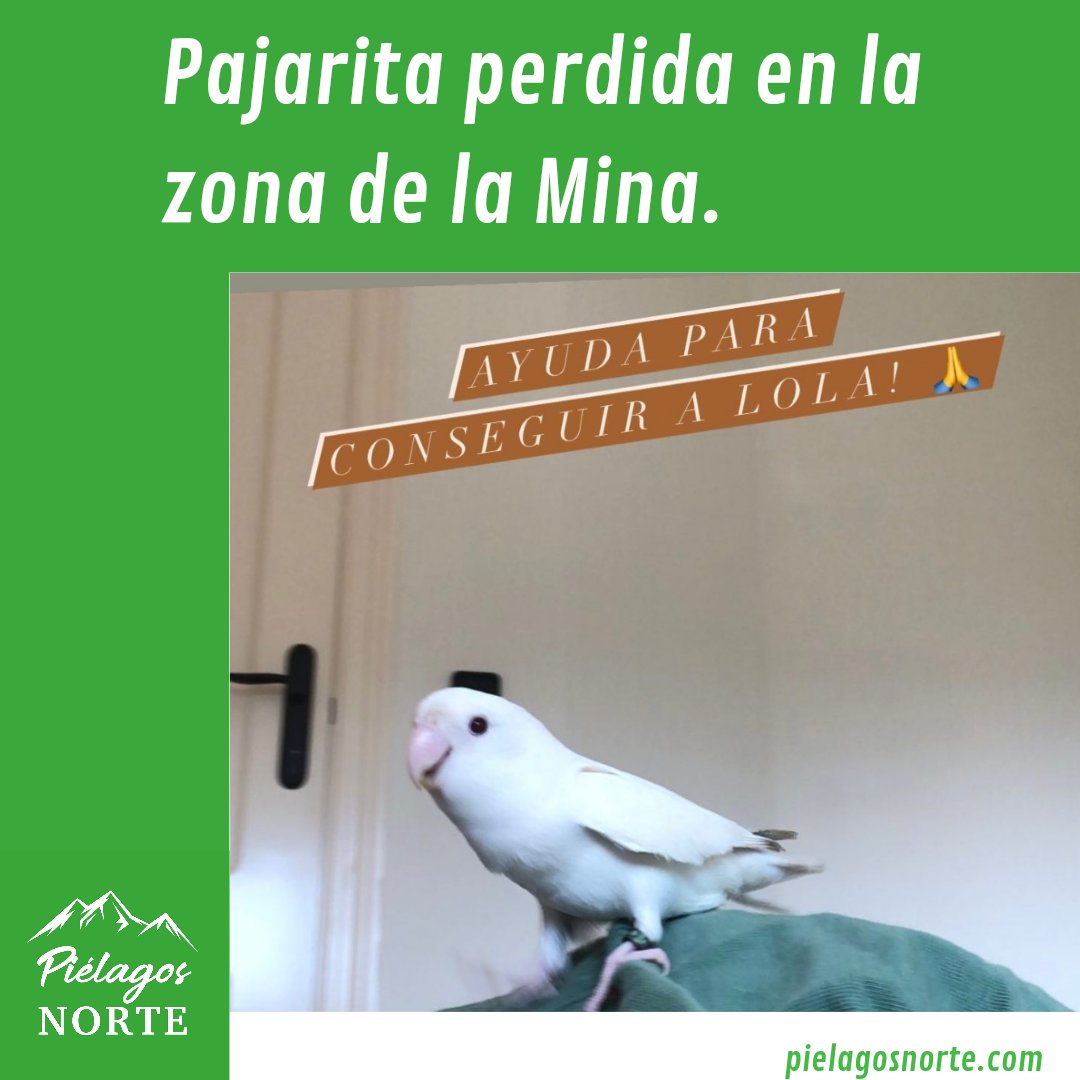 aspienor's tweet photo. Se ha perdido una pajarita en la zona de la Mina de #Arce. Se llama Lola y abre las alas si la llamas. Si alguien la ve que nos avise. 
#Boo 
#Mortera
#Liencres
#Piélagos https://t.co/mnPitAqMVs