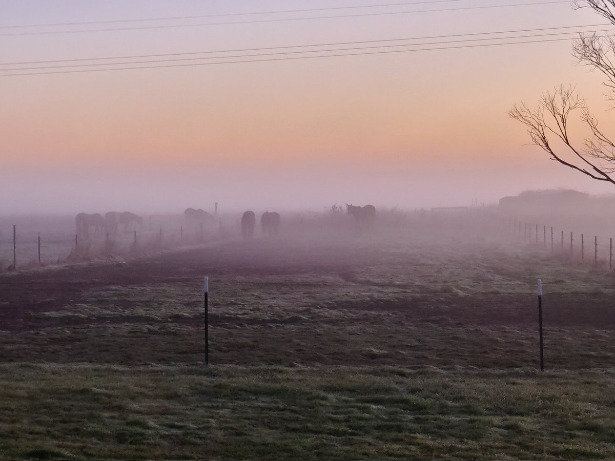 ColleenGoth's tweet photo. Morning mares in the mists https://t.co/ODQpXWJn7I