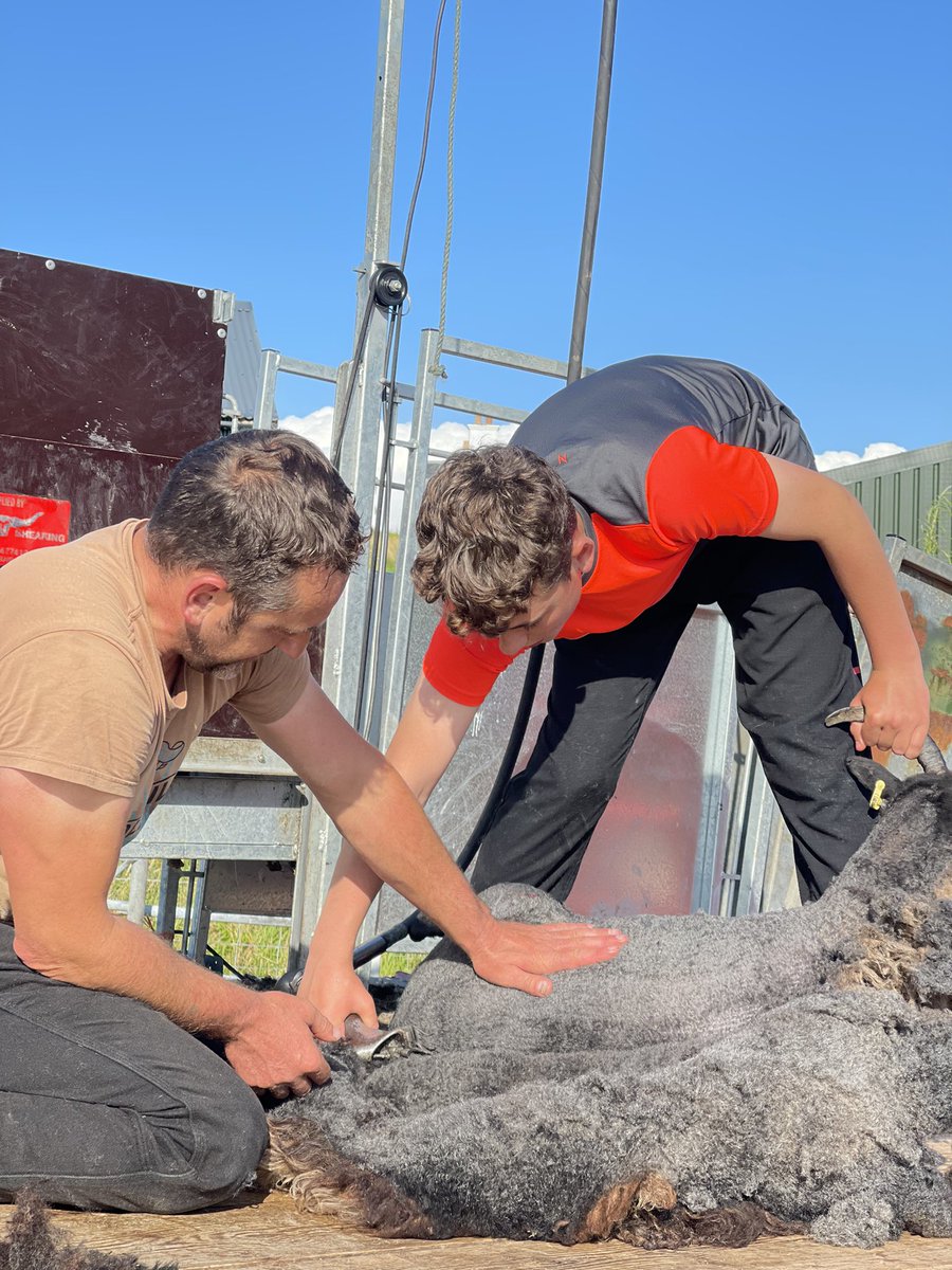 macinnes_john's tweet photo. Jamie starting his shearing career💪with some terrible advice🤦‍♂️#succession #nextgeneration #ionawool @ionacraftshop @joannemacinnes https://t.co/6yfuufwdxR