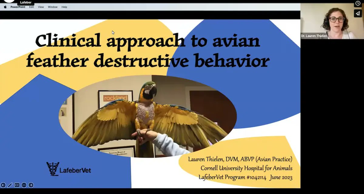 The Spring LafaberVet Webinar Recordings are Now Available. Watch these RACE-approved non-interactive recordings by #avian #veterinarians Brian Speer and Lauren Thielen, then take the post-tests to earn #ContinuingEducation credit buff.ly/3Did5xL #birds