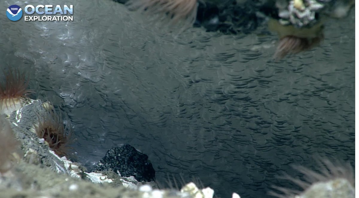 echinoblog's tweet photo. OH DANG! METHANE ICE! 2015 m #okeanos #coldseep  #seascapealaska https://t.co/gFg2qImJSk