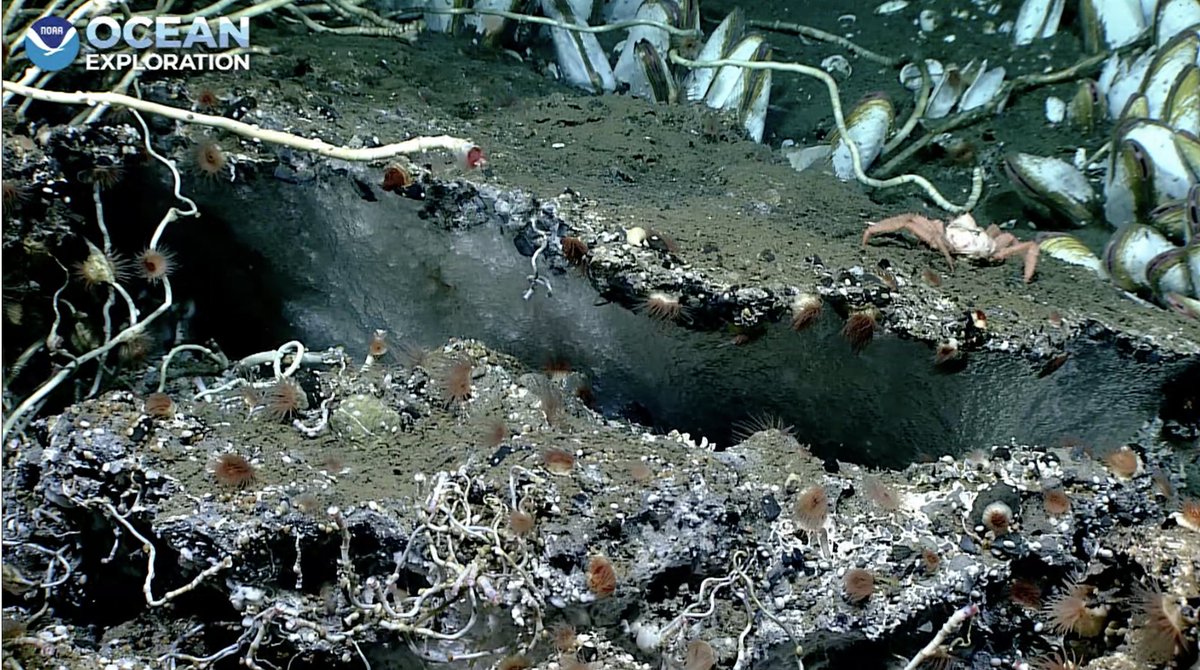 echinoblog's tweet photo. MOAR! METHANE ICE! think about this on other planets! #okeanos part of this #coldseep ecosystem! #seascapealaska 2015 m https://t.co/uQw1WYV0lo